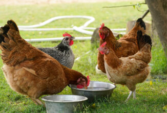 Electrolytes for Chickens: Keep Your Flock Hydrated and Healthy in Summer